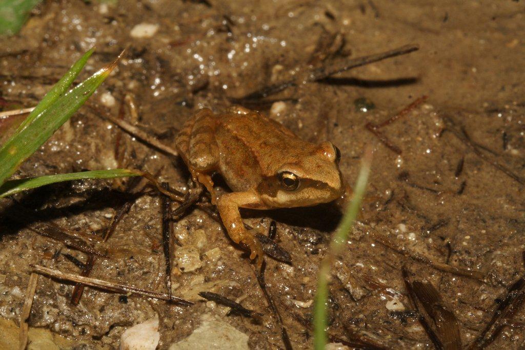 Metamorfosato Bolzanino da Id - Rana temporaria